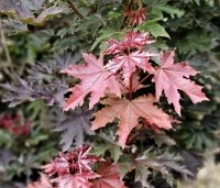 Acer plat. 'Crimson King' - Roodbladige Noorse Esdoorn 'Crimson King' - 4