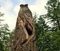 Pseudotsuga menziesii - Douglasspar - uil gezaagd uit een douglasstam