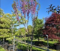 Cercis siliquastrum - Judasboom - 2