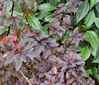 Physocarpus opulifolius 'Andre' - Blaasspiraea  'Andre' - herfst