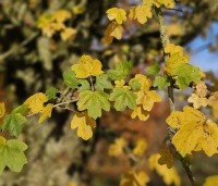 Acer campestre - Veldesdoorn - 2