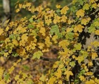 Acer campestre - Veldesdoorn - 1
