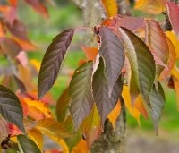 Prunus serrulata 'Sunset Boulevard' - Japanse Sierkers - 1