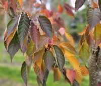 Prunus serrulata 'Sunset Boulevard' - Japanse Sierkers - 2