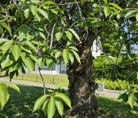 Prunus serrulata 'Kiku-shidare-zakura' - Japanse sierkers 'Kiku-shidare-zakura' - 1
