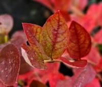 Vaccinium corymbosum 'Bluejay' - Blauwe bes 'Bluejay' - 1
