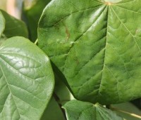 Cercis canadensis 'Lavender Twist' - Cercis canadensis 'Lavender Twist' - 1