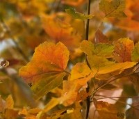 Acer rubrum 'October Glory' - Amerikaanse esdoorn - 4