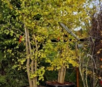 Ginkgo biloba - Japanse Notenboom - 1 nov 2023