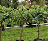 Ficus carica - Vijg - 1
