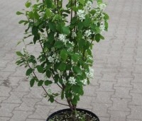 Amelanchier alnifolia 'Obelisk' - Krentenboompje 'Obelisk' - 4