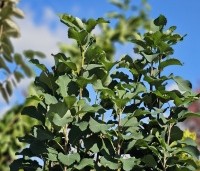 Amelanchier alnifolia 'Obelisk' - Krentenboompje 'Obelisk' - 2