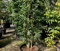 Amelanchier alnifolia 'Obelisk' - Krentenboompje 'Obelisk' - 3