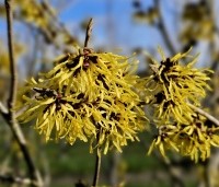 Hamamelis mollis - Toverhazelaar - 3
