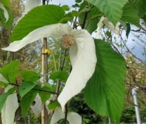 Davidia inv. Sonoma bloei en blad
