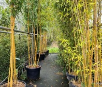Phyllostachys aureos 'spectabilis'
