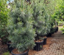 Pinus wal. 'Densa'