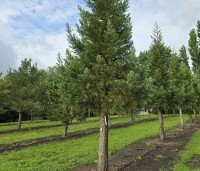 Sequoiadendron giganteum 'Glaucum' - Mammoetboom 'Glaucum' - 1