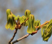 Aesculus hippocastanum 'Baumannii' uitloop blad