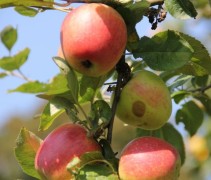 Malus domestica 'Groninger Kroon'