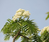 Sorbus dodong in bloei