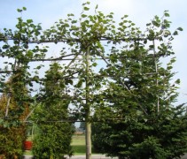 Zomerlinde, leivorm 5 etages