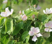 Cydonia oblonga 'Portugal'