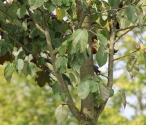Japanse sierappel, hoogstam boom