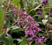 Buddleja davidii 'Pink Delight' - Vlinderstruik 'Pink Delight' - 5