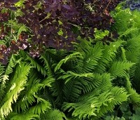 Cotinus coggygria 'Royal Purple' - Rode Pruikenboom - combinatie met varens