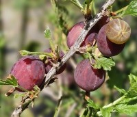 Ribes uva-crispa 'Hinnonmacky Röd' - Rode kruisbes 'Hinnonmacky Röd' - 1