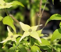 Cornus kousa 'Milky Way' - Japanse grootbloemige Kornoelje - 1