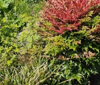 Nandina domestica 'Obsessed' - Hemelse bamboe 'Obsessed' - 2