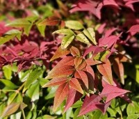 Nandina domestica 'Obsessed' - Hemelse bamboe 'Obsessed' - 1