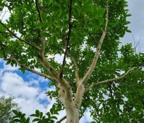 Lagerstroemia indica