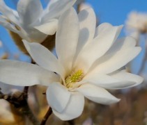 Magnolia stellata