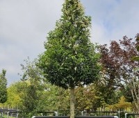 Prunus lusitanica 'Angustifolia' - Portugese laurier - hoogstam vak i  aug 2024