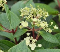 Hydrangea paniculata 'Pinky Winky' - Pluimhortensia 'Pinky Winky' - 1