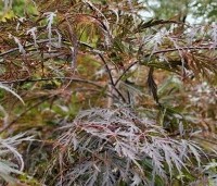 Acer palmatum dissectum 'Tamukeyama' - Japanse Esdoorn 'Tamukeyama' - blad nazomer