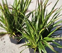 Luzula sylvatica - Veldbies - 1