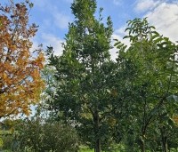 Quercus x turneri 'Pseudoturneri' - Semi- wintergroene eik 'Pseudoturneri' - 4