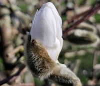 Magnolia stellata - Beverboom - 2