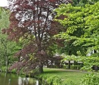 Fagus sylvatica 'Atropunicea' - Rode beuk - 1