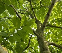 Juglans regia - Walnoot - 3