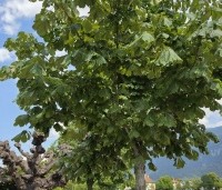 Aesculus hippocastanum - Witte paardenkastanje - 4
