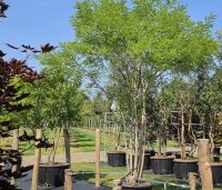 Sophora japonica - Honingboom - juli 2026