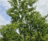 Gleditsia triacanthos 'Inermis' - Valse Christusdoorn 'Inermis' - 4