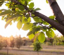 Prunus Avium Kordia