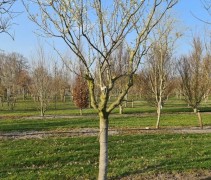 Prunus Santa Rosa