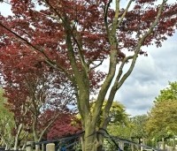 Acer palmatum 'Atropurpureum' - Japanse Esdoorn 'Atropurpureum' - 2